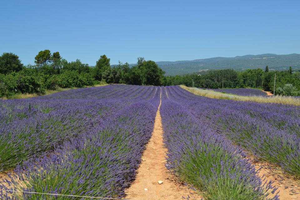 From Aix-en-Provence: Lavender Day Trip to Valensole - Activity Highlights