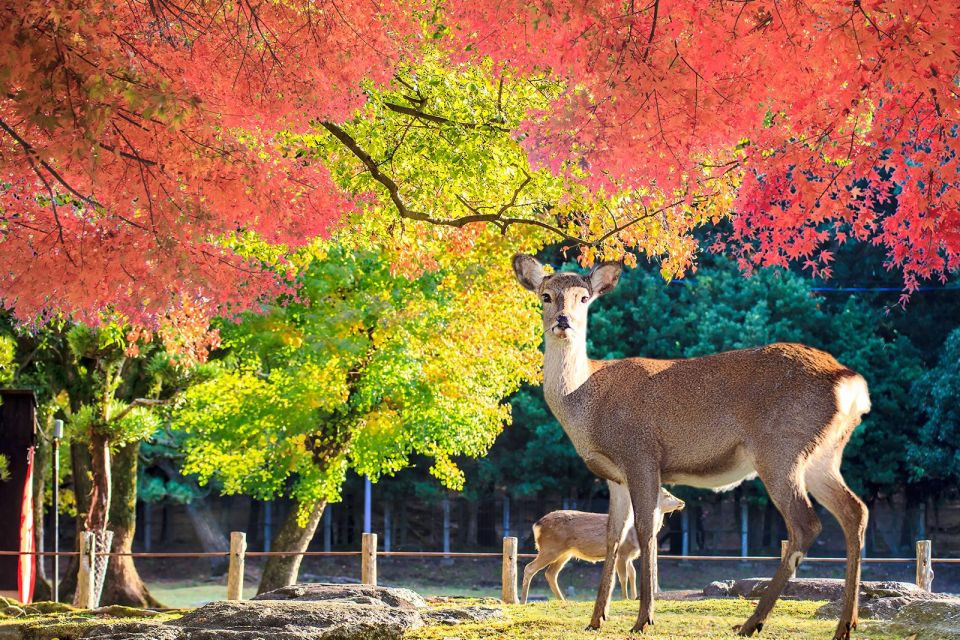 From Osaka: Nara Customizable Private Day Tour - Experience Highlights