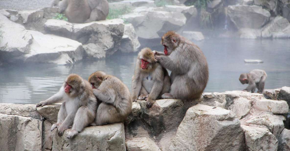 From Tokyo or Nagano: Jigokudani Snow Monkey Park & Zenko-Ji - Customer Reviews