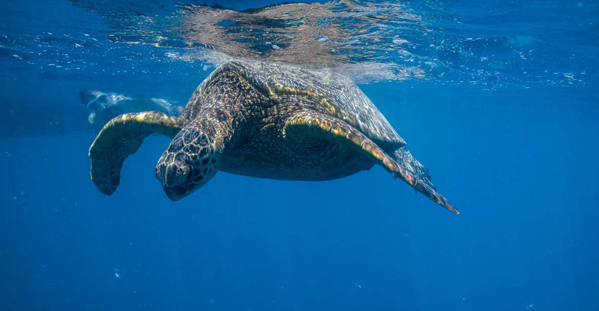 From Waikiki: Turtle Canyons Snorkeling Tour - Tour Description