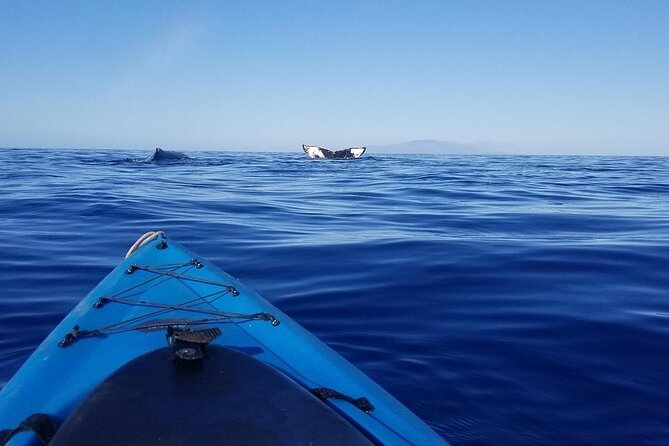 Kayak and Snorkel - South Shore Turtle - Tour Highlights