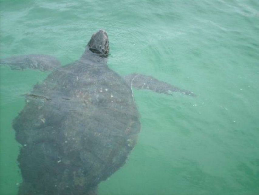 La Jolla Underwater Park: Kayak and Snorkel Tour - Restrictions