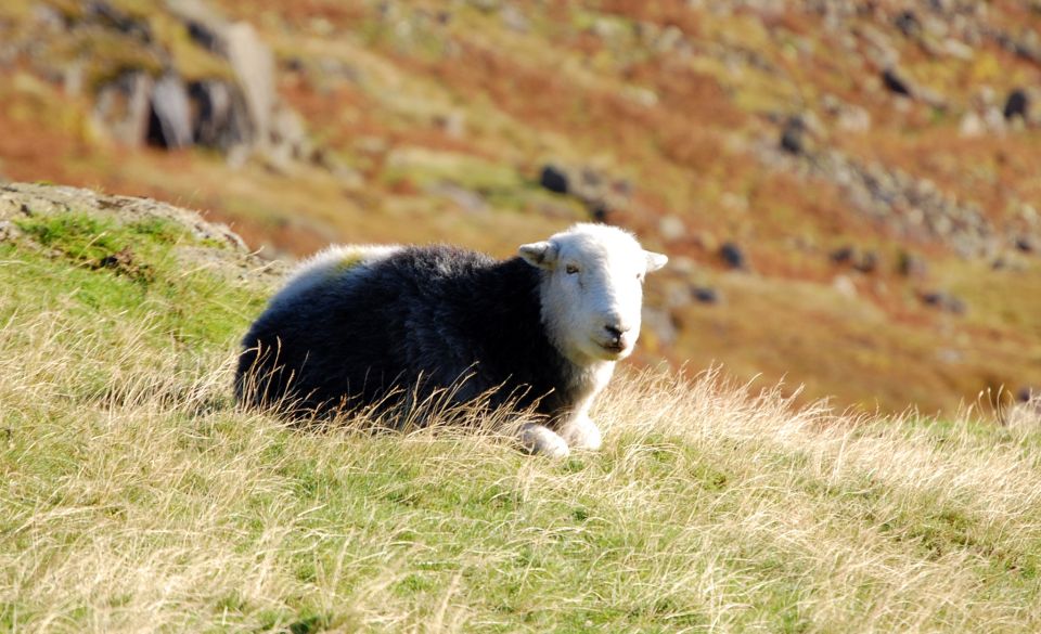 Lake District: Western Lakes Full-Day Tour - Experience