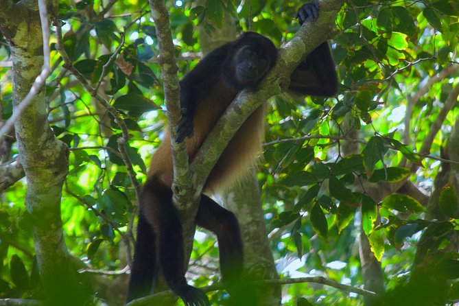 Manuel Antonio National Park Tour - Traveler Feedback