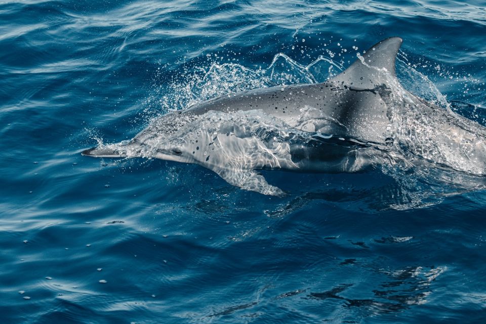 Maui: Kaanapali Wild Dolphin Sail - Booking Information