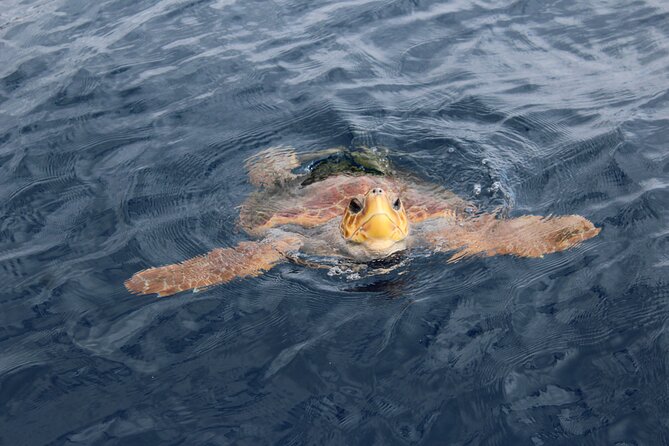 No Chase Whale & Dolphin Tour Putting Marine Life First - We Care - Meeting and Pickup Details