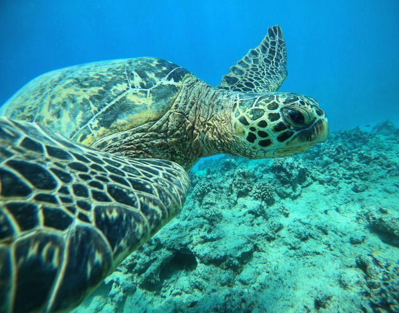 Oahu: Honolulu Turtle Canyon Snorkeling Tour - Tour Details