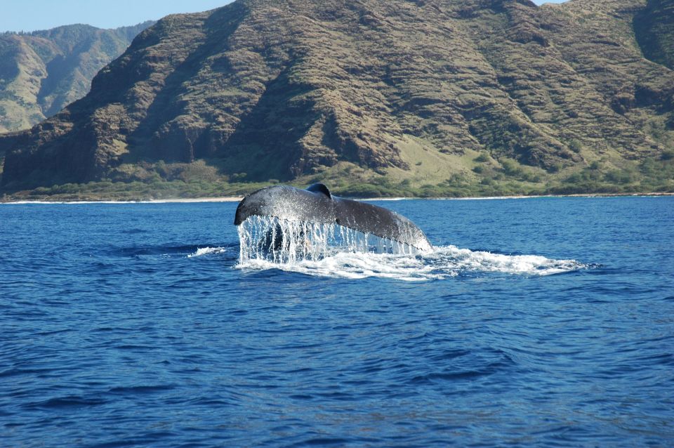Oahu: Waikiki Whale Watching Tour-Donut and Coffee Included - Customer Reviews
