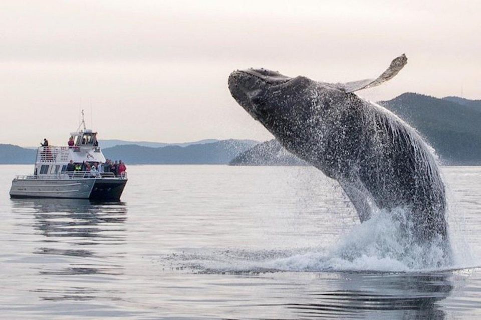 Orcas Island: Whale Watching Guided Boat Tour - Inclusions