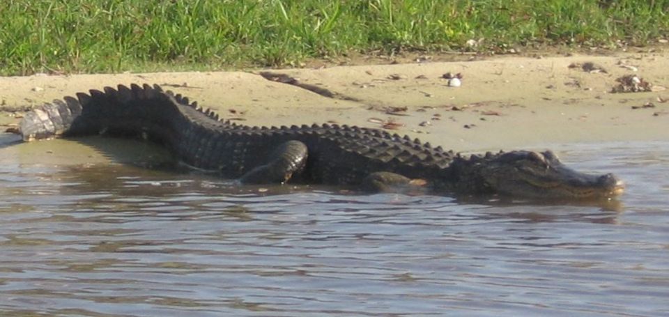 Orlando: Airboat Safari With Transportation - Inclusions