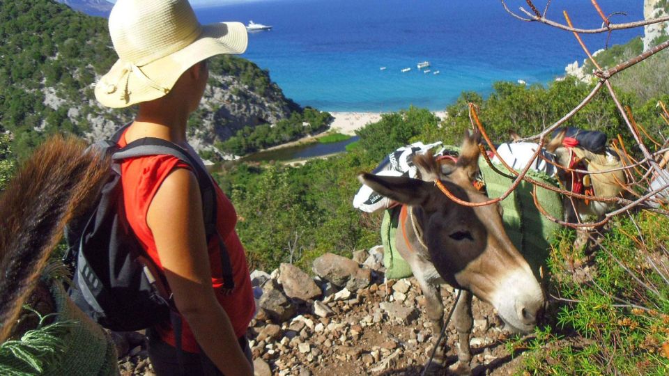 Orosei Gulf: 3 Days Trekking With Donkeys - Important Information