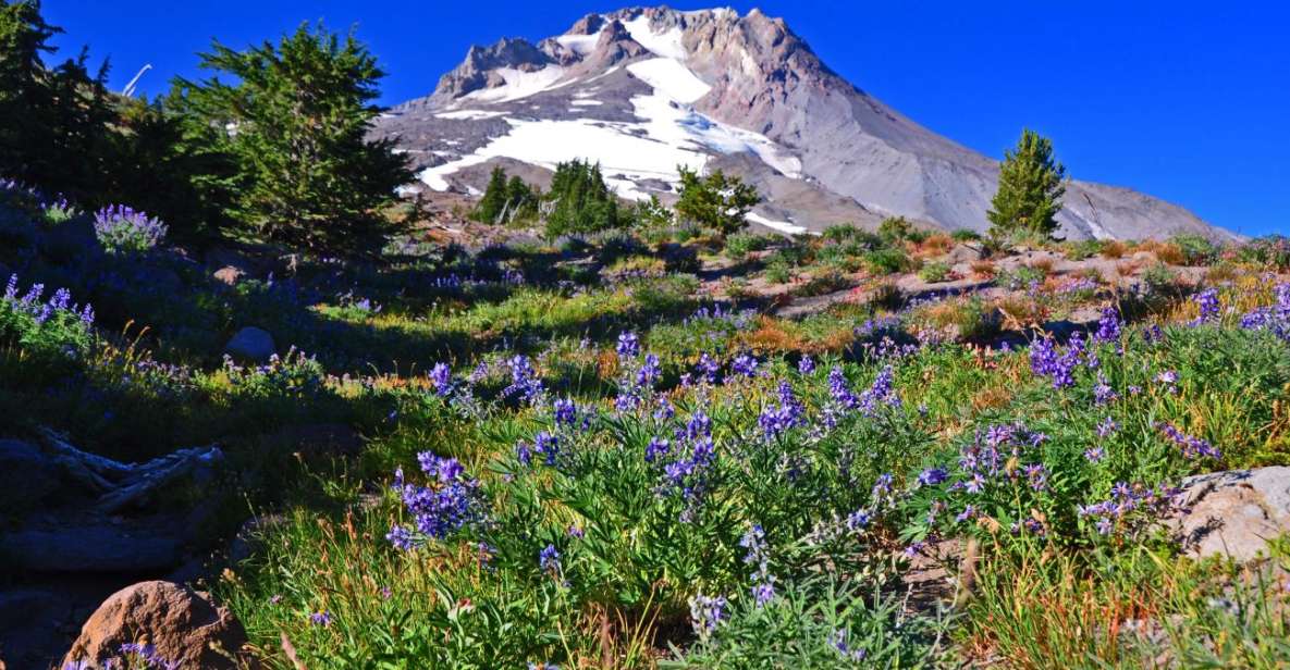 Outside Portland: Wine, Waterfalls, and Timberline Tour - Inclusions and Payment Options