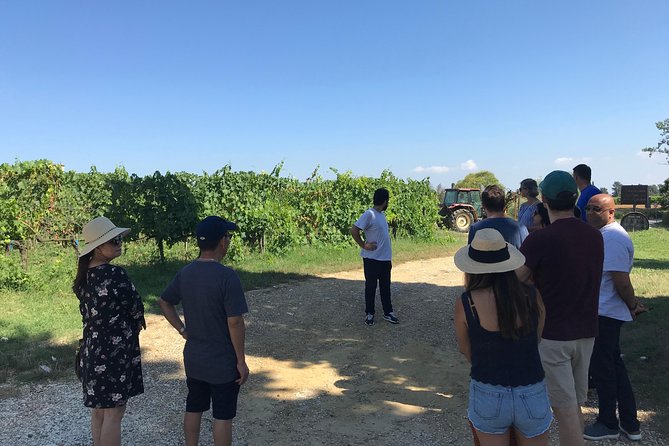 Private Wine Tour - Lucca Hills and Montecarlo (2 Wineries) - Traveler Feedback and Reviews