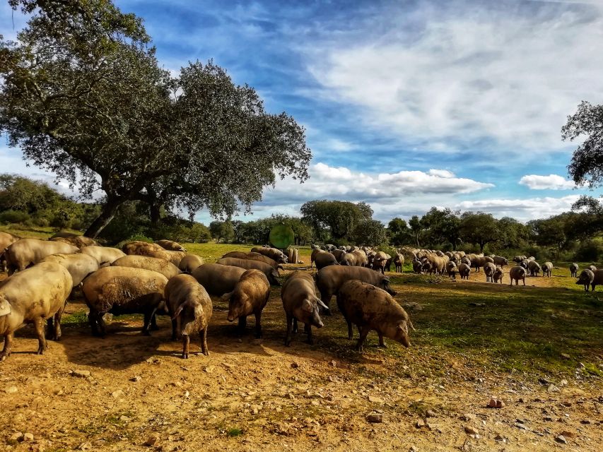 Redondo: Walk in the Cork Forest With Lunch & Wine Tasting - Experience Description