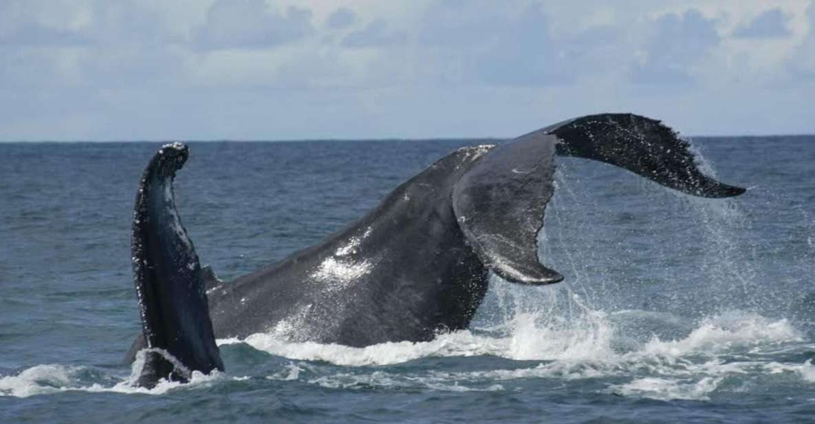 São Miguel: Whales & Volcano Full-Day Tour With Lunch - Important Information