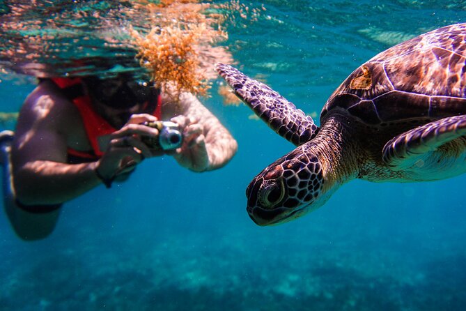 Sea Turtle and Cenotes Tour Snorkeling From Riviera Maya - Inclusions and Equipment Provided