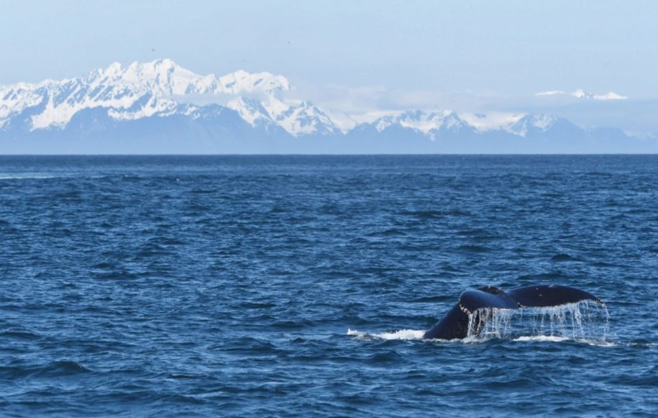 Seward: Spring Wildlife Guided Cruise With Coffee and Tea - Customer Reviews and Ratings