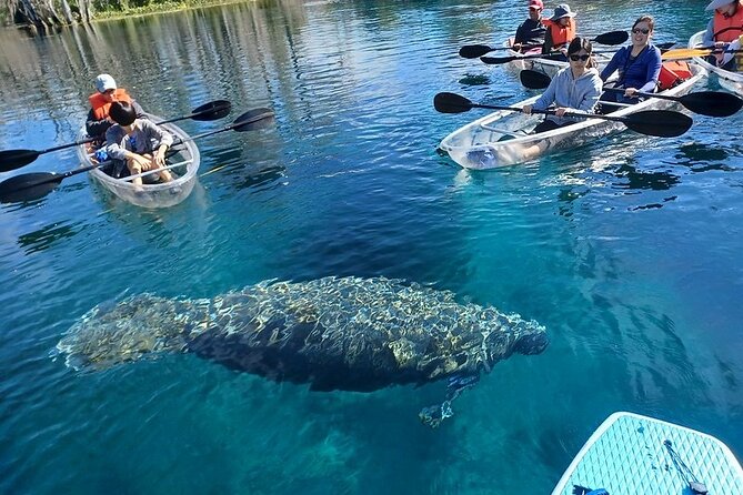 Silver Springs Clear Kayak Or Paddle Board Wildlife Tour  - Orlando - Cancellation Policy