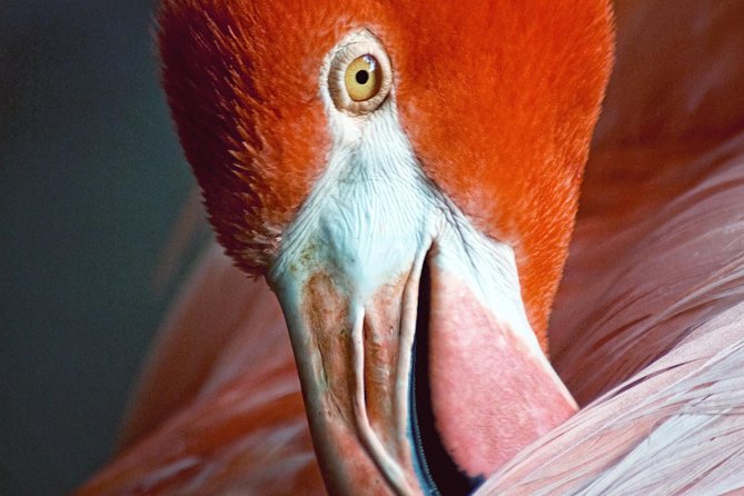 Skip the Line: Flamingo Gardens Admission Ticket in Fort Lauderdale - Logistics