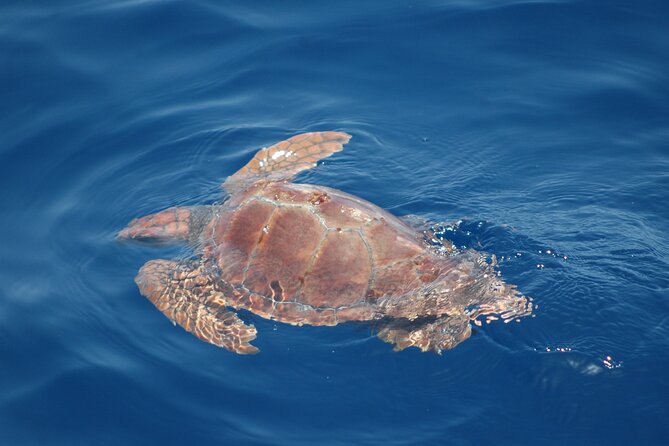 Small Group Excursion Whales and Dolphin Watching Los Gigantes - Pricing and Booking Information