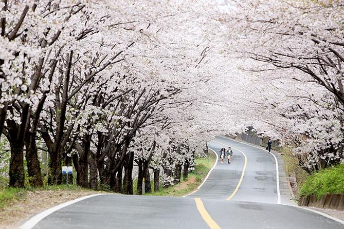 Spring 5 Days Cherry Blossom Jeju&Busan&Jinhae&Gyeongju on 31 Mar to 10 Apr - Transportation and Guides
