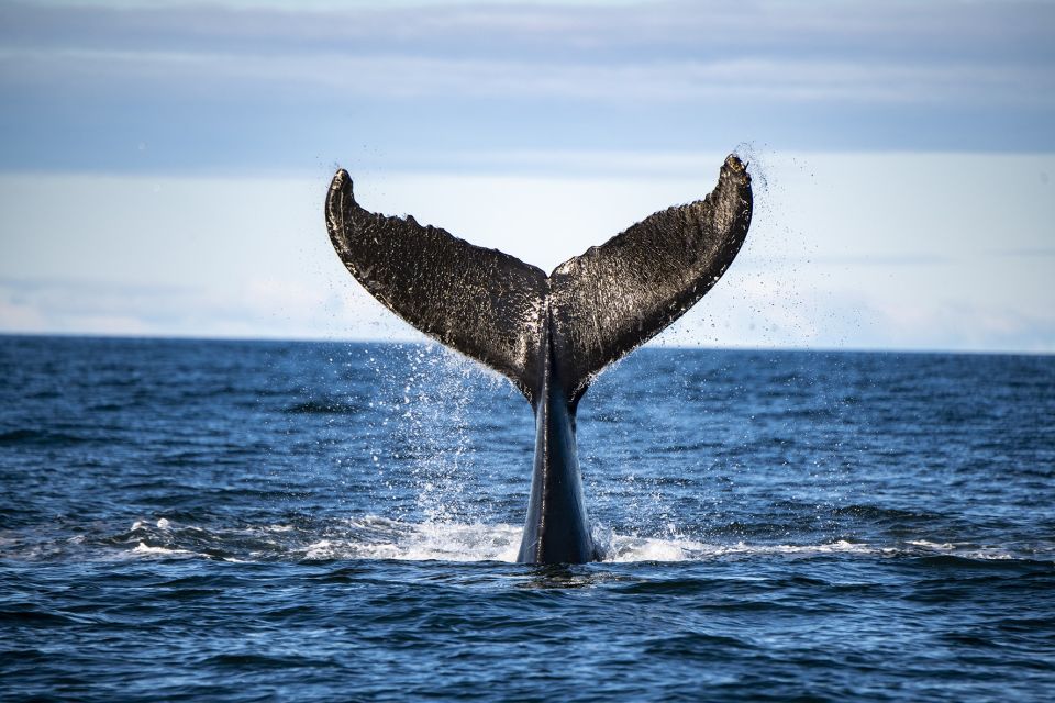 Tadoussac or Baie-Sainte-Catherine: Whale Watching Boat Tour - Inclusions