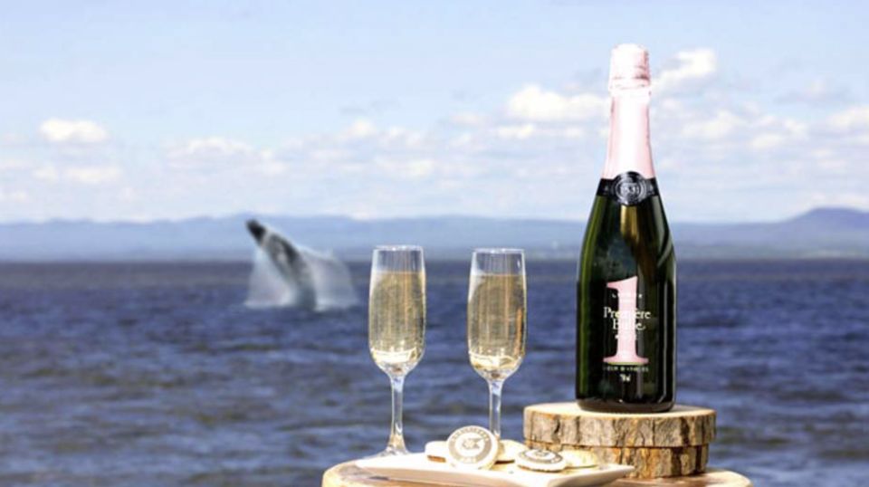 Tadoussac: VIP Lounge or Upper Deck Whale Watching Cruise - Group Size and Experience Highlights