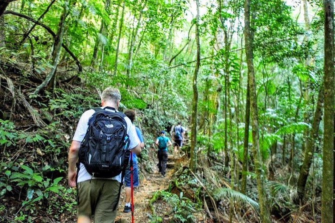 Tijuca Forest Half-Day Hike (Small Group or Private) - Traveler Reviews and Feedback