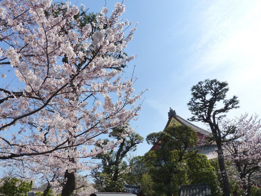 Tokyo: Private Cherry Blossom Experience - Customer Reviews
