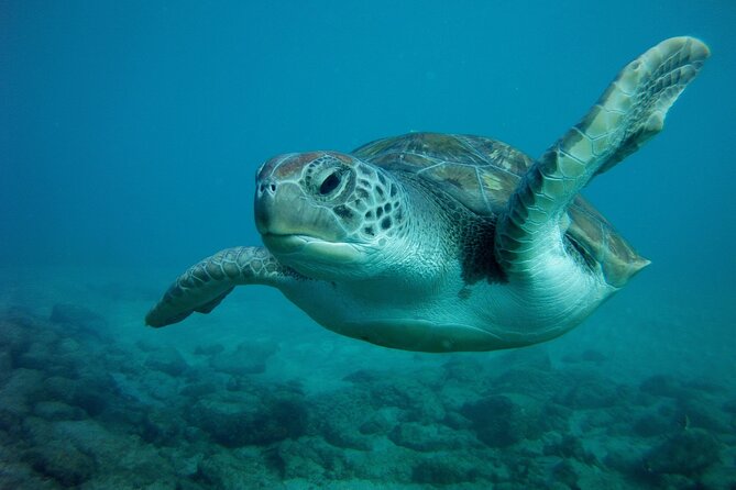 Try Scuba Diving in a Turtle Area (Boat) - Equipment and Wildlife Spotting