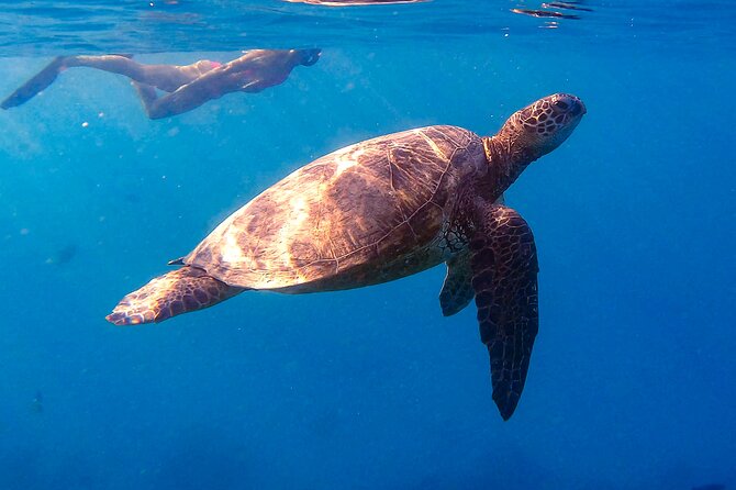 Turtle Canyon Snorkel From Waikiki (Semi Private Boat Tour) - Accessibility Information