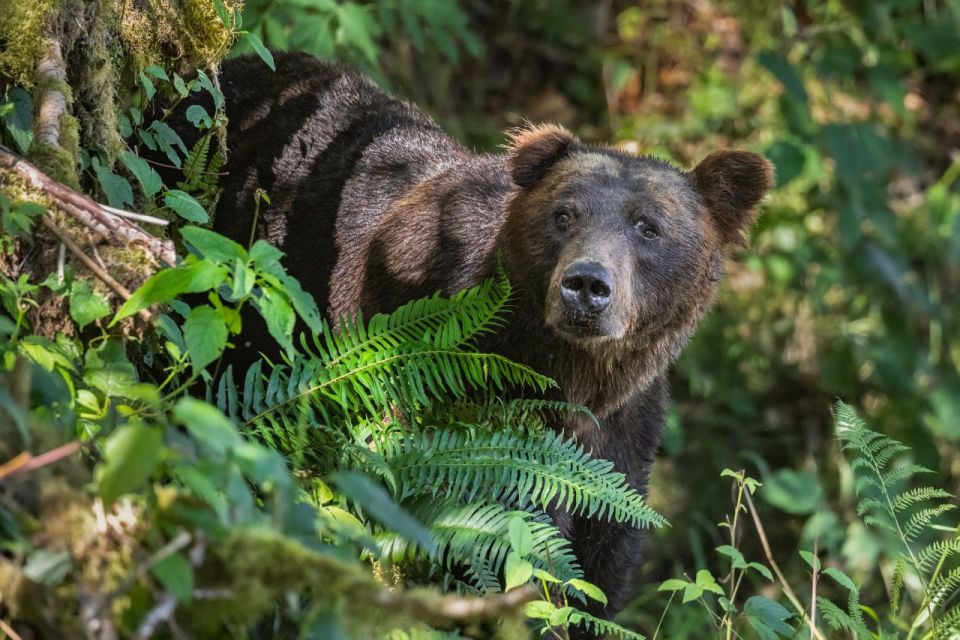 Vancouver Island: Full-Day Grizzly Bear Tour at Toba Inlet - Duration and Guide Details
