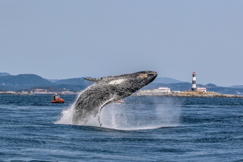 Victoria: 3-Hour Zodiac Whale-Watching Tour - Inclusions and Equipment Provided