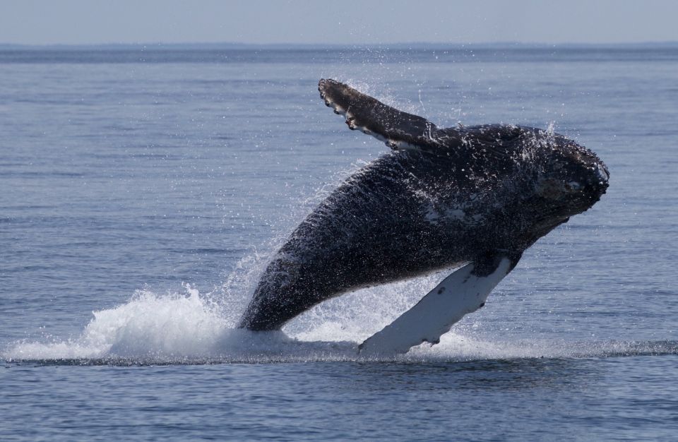 Victoria, BC: 3-Hour Ultimate Whale & Marine Wildlife Tour - Inclusions