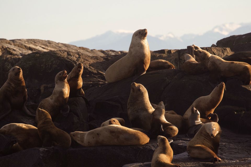 Victoria: Sunset Whale Watching Tour - Tour Highlights