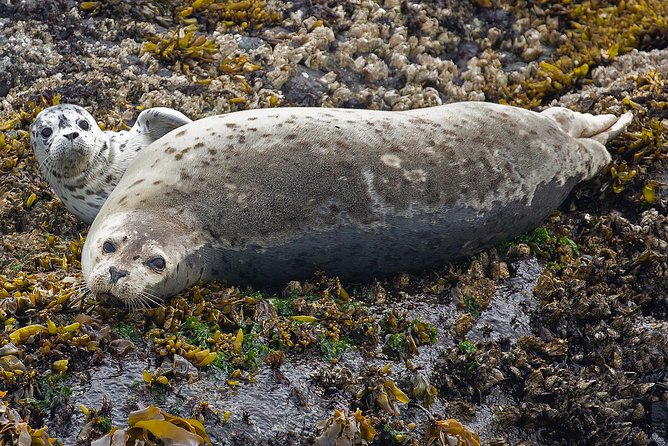 Victoria Whale and Wildlife Cruise - Customer Experiences and Highlights