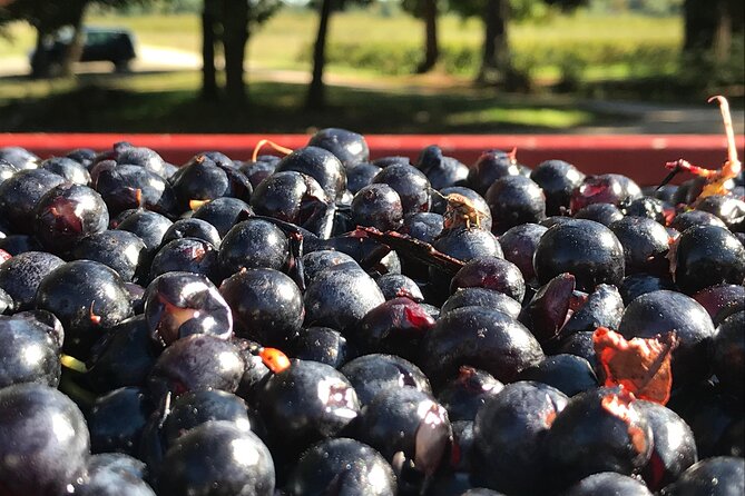 Vineyard Tour - Logistics