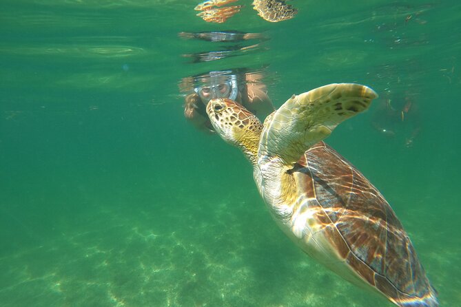 VIP Cenotes & Turtles Private Tour - Booking Information