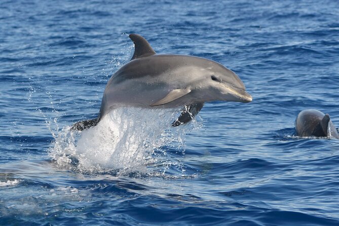 Whale and Dolphin Watching EcoAdventure in Tenerife - Guide Feedback
