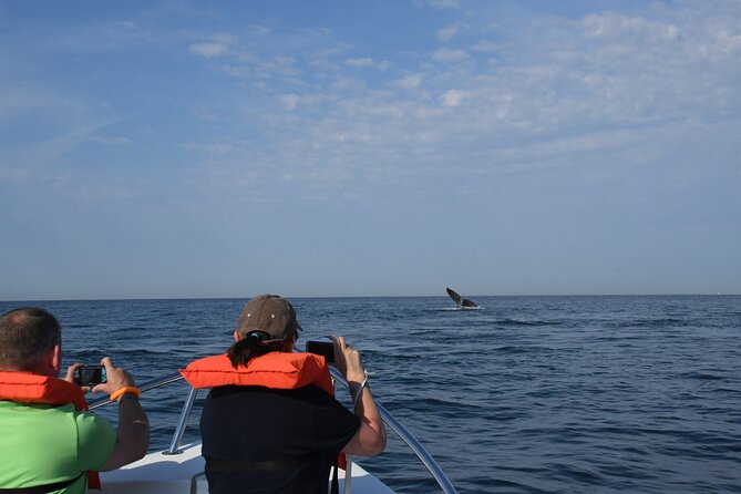 Whale Research Adventure - Leaded by Marine Biologist. - Tour Details and Viator Information