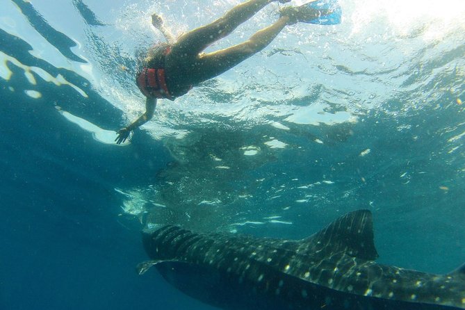 Whale Shark Tour From Holbox Island - Booking Process