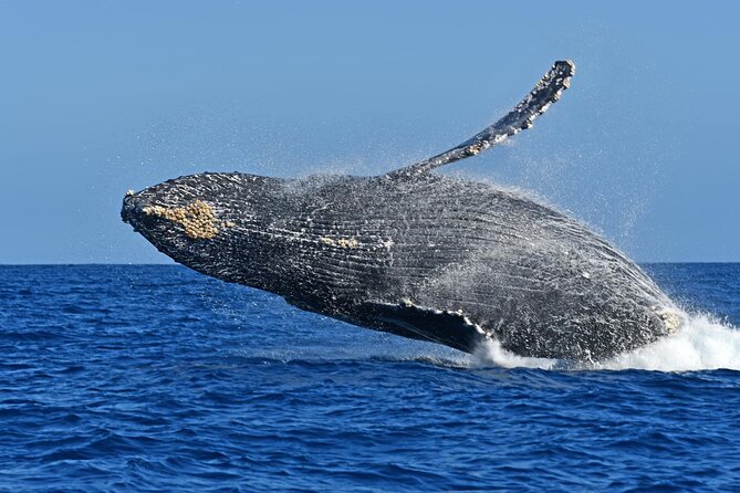 Whale Watching by Zodiac in Cabo San Lucas With Photos Included - Location and Additional Information