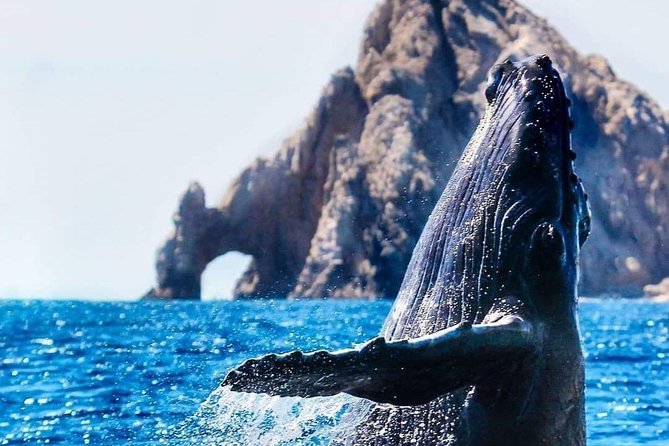 Whale Watching Tour in Los Cabos - Customer Service