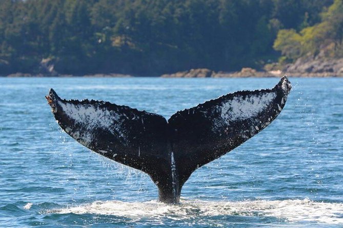 Zodiac Whale Watching Adventure From Victoria - Customer Reviews and Feedback