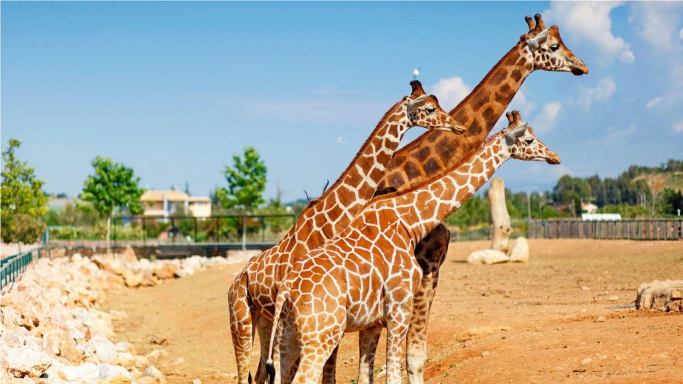 Attica Zoo Park and Designer Outlet Shopping Private Tour - Itinerary Highlights