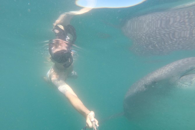 Cabo San Lucas to La Paz Whale Shark Full-Day Snorkeling Trip - Traveler Requirements