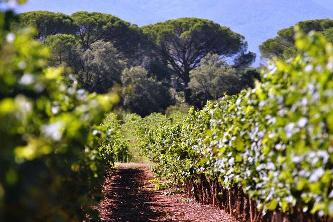 Calanques of Cassis, Aix-en-Provence & Wine Tasting Private Tour - Final Words