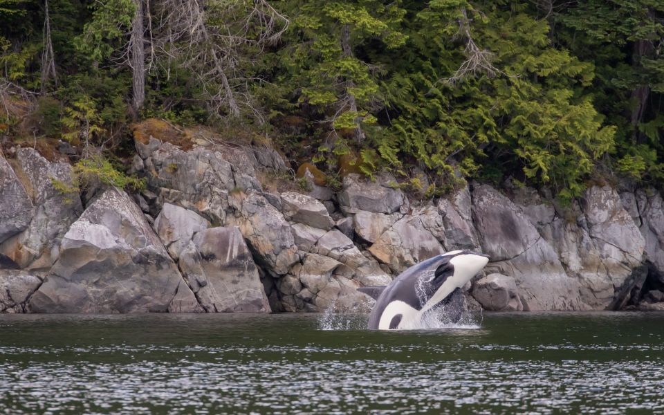 Campbell River: Discovery Passage Wildlife Zodiac Boat Tour - Wildlife Highlights