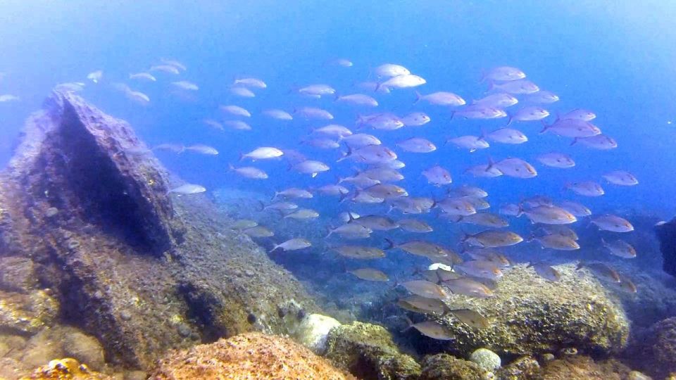 Chalkidiki: Scuba Diving for Beginners in Kassandra - Beginner-Friendly Requirements