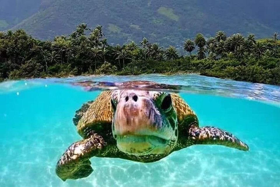 Circle Island: Swim With Turtles And Explore Paradise Oahu - Inclusions